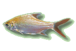 Brassenbarbe