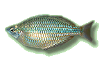 Juwelen-Regenbogenfisch
