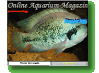 Online Aquarium-Magazin