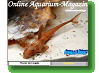 Online Aquarium-Magazin