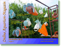 Ausgabe November / Dezember 2012 Online Aquarium-Magazin